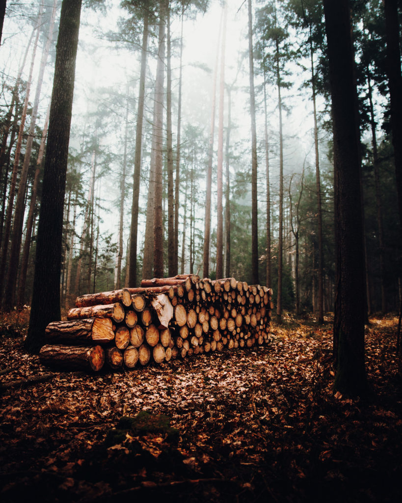 foggy forest landscape with pile trunks scaled